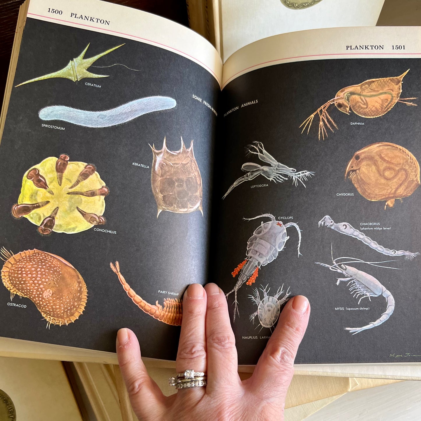 Audubon Nature Encyclopedia Set, First Printing 1965