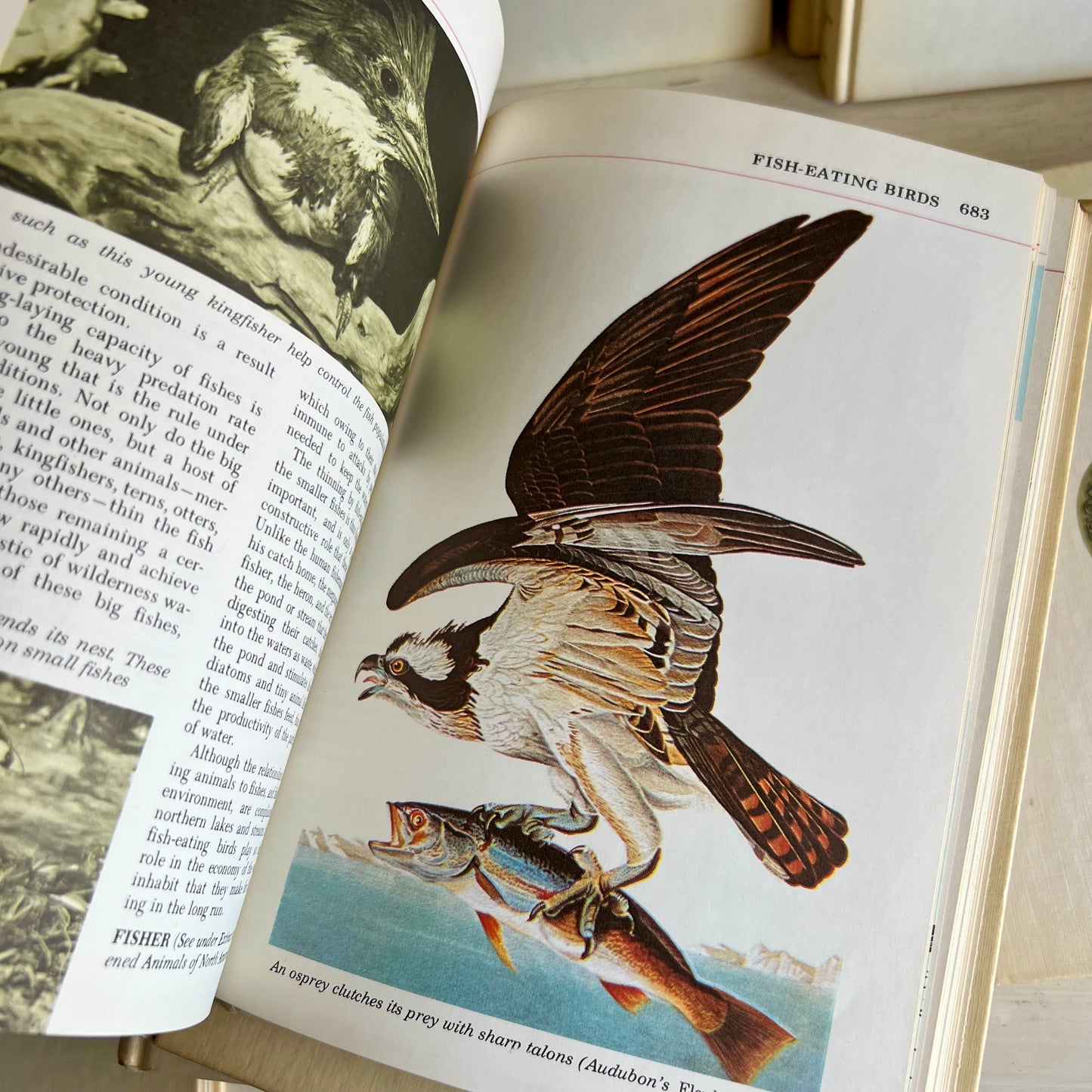 Audubon Nature Encyclopedia Set, First Printing 1965