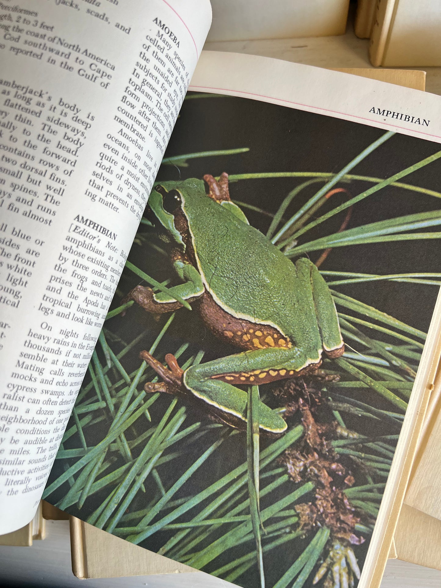 Audubon Nature Encyclopedia Set, First Printing 1965