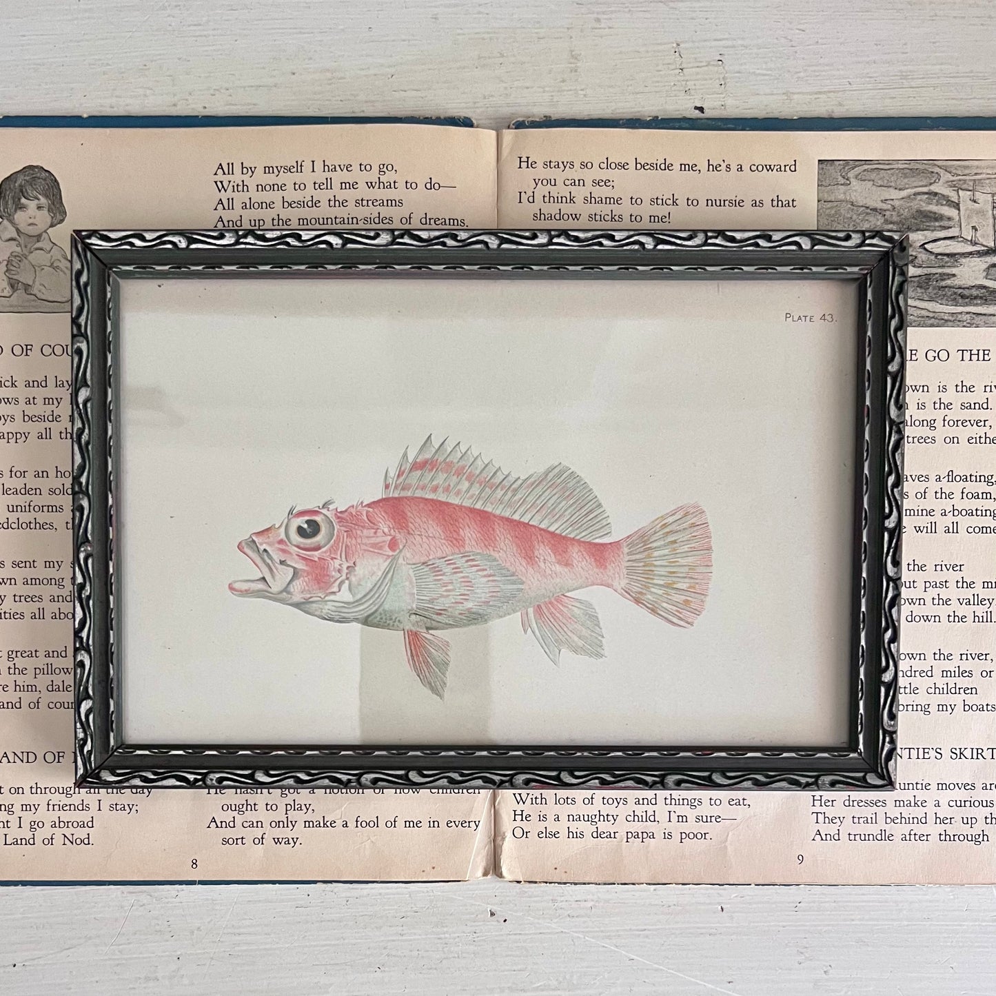 Framed Antique Fish Lithograph c.1899