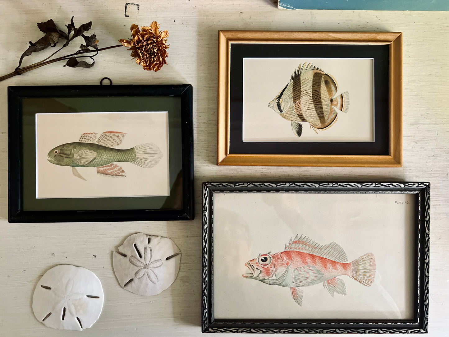 Framed Antique Fish Lithograph c.1899