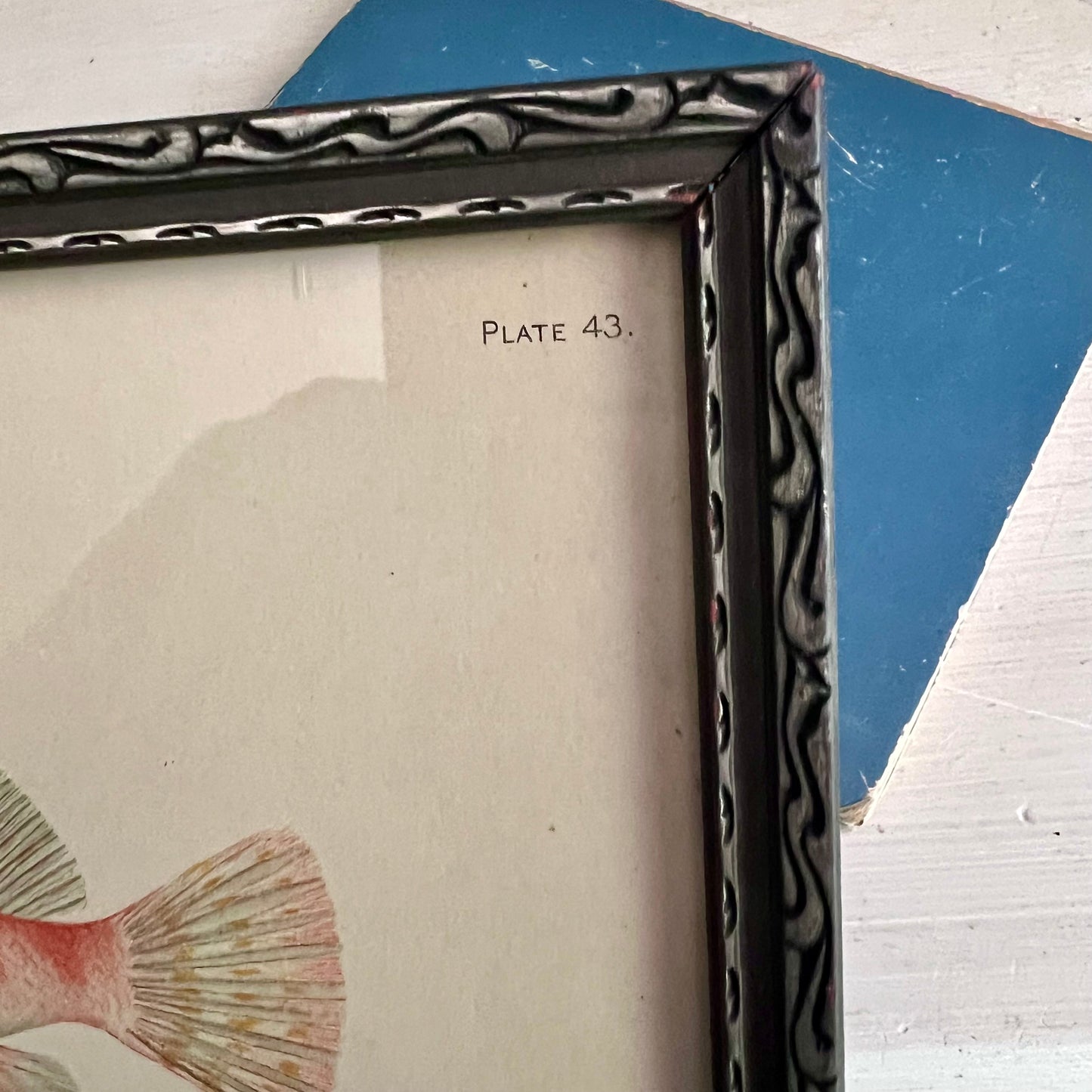 Framed Antique Fish Lithograph c.1899