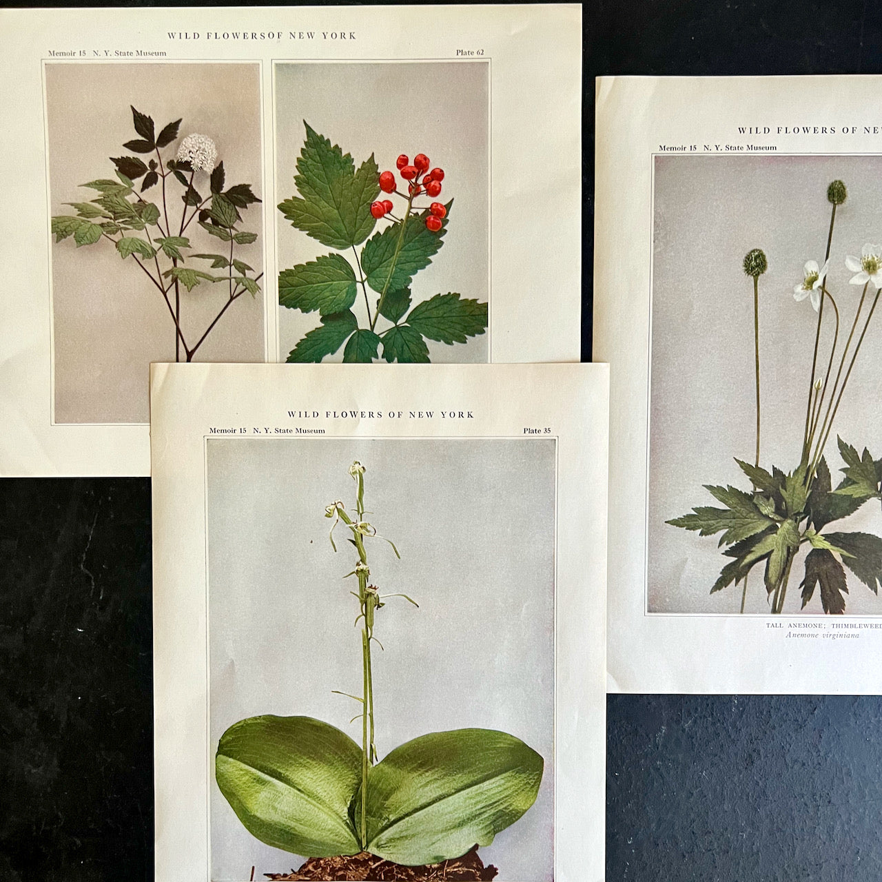 Wildflowers of New York Antique Color Botanical Prints