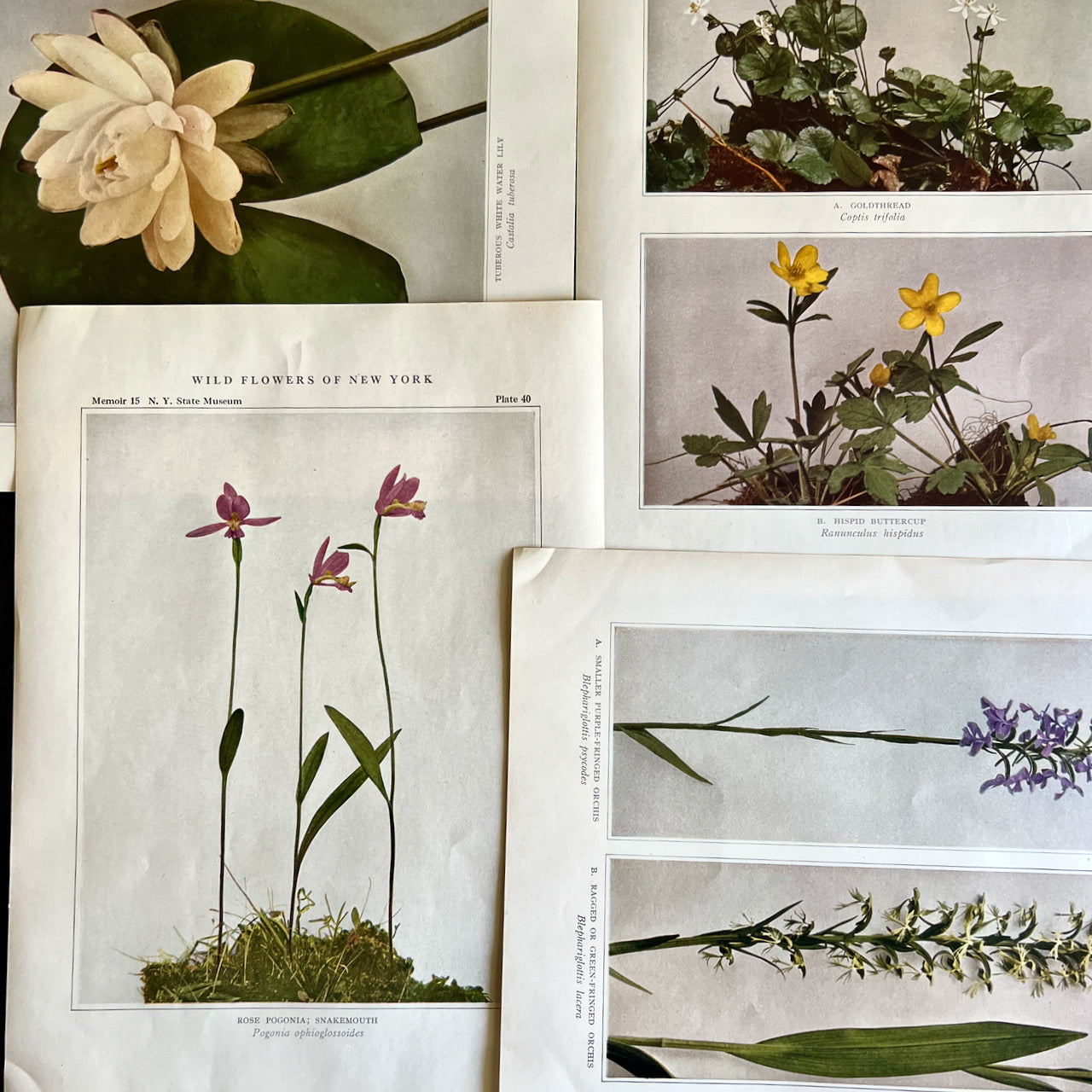 Wildflowers of New York Antique Color Botanical Prints