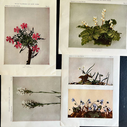 Wildflowers of New York Antique Color Botanical Prints
