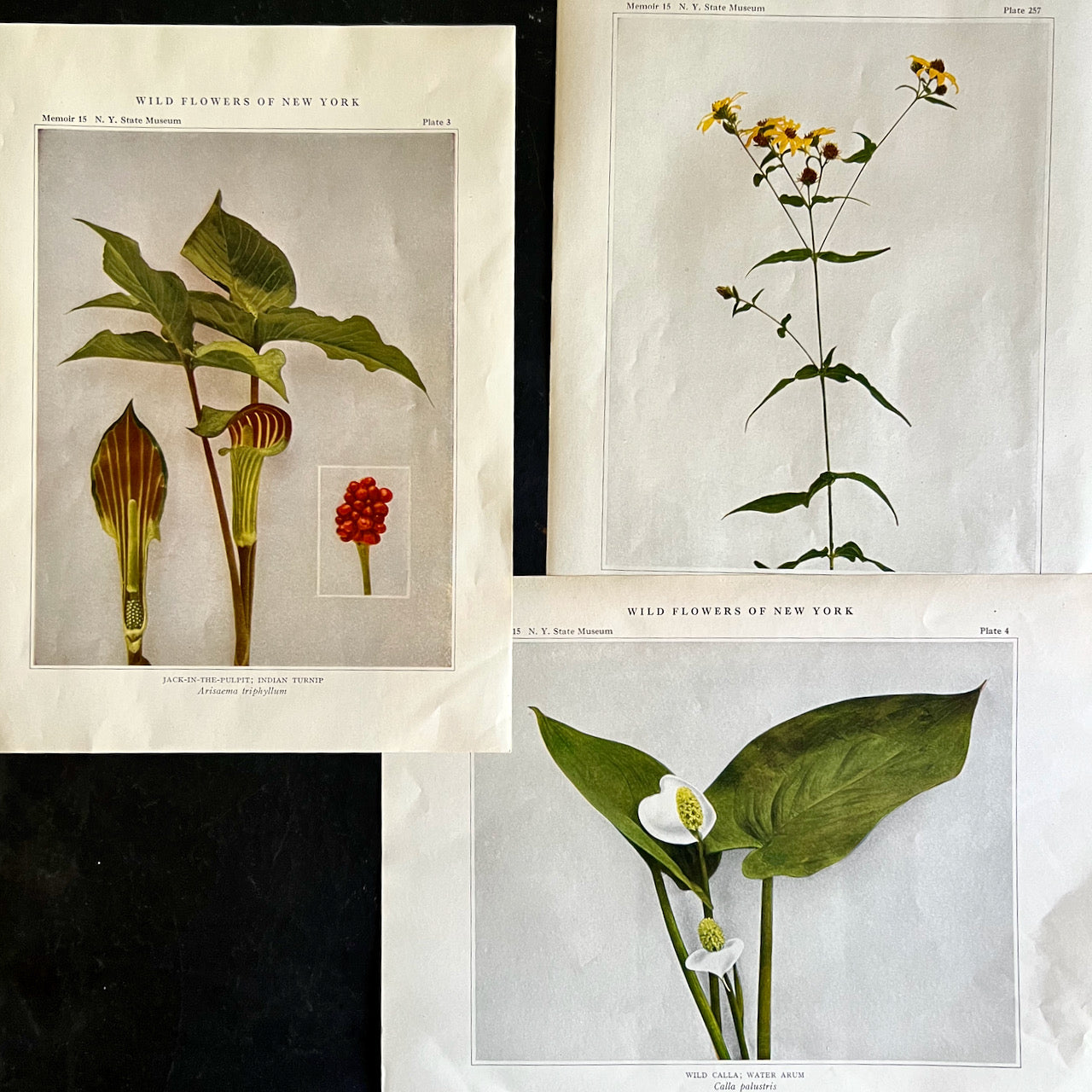 Wildflowers of New York Antique Color Botanical Prints