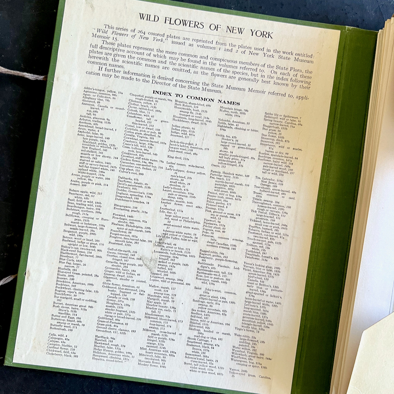 Wildflowers of New York Antique Color Botanical Prints