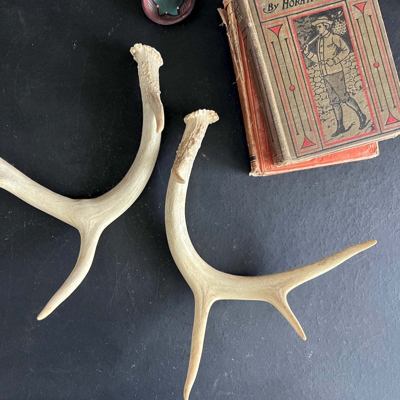 Set of Antlers Sheds From White Tail Deer