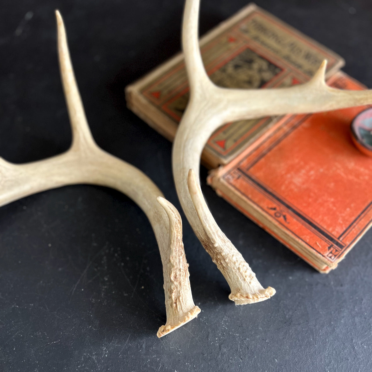 Set of Antlers Sheds From White Tail Deer