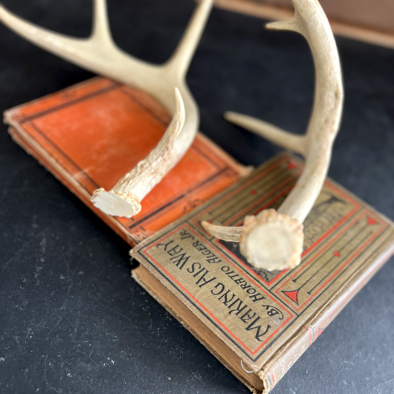 Set of Antlers Sheds From White Tail Deer