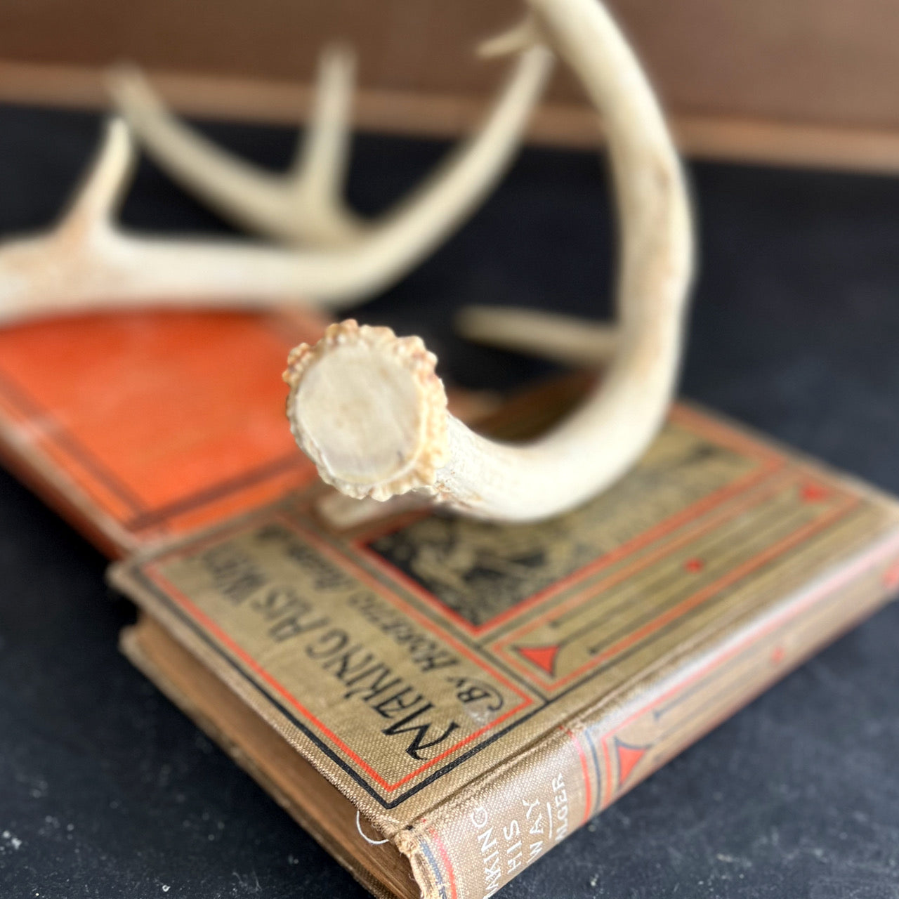 Set of Antlers Sheds From White Tail Deer