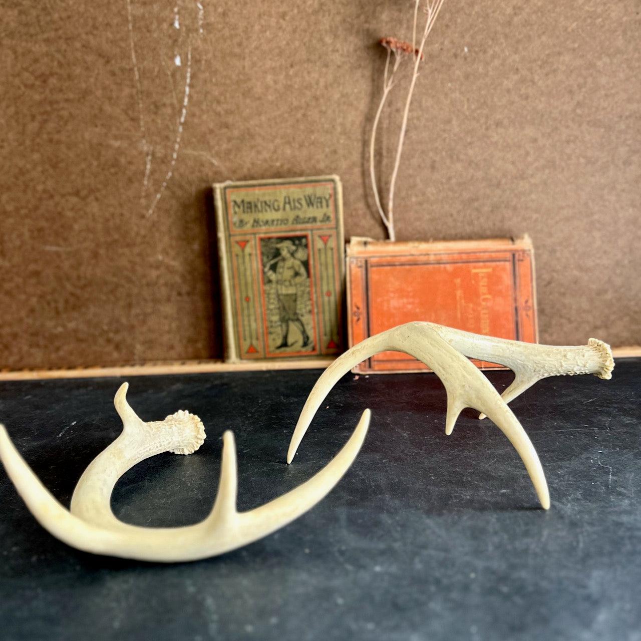 Set of Antlers Sheds From White Tail Deer