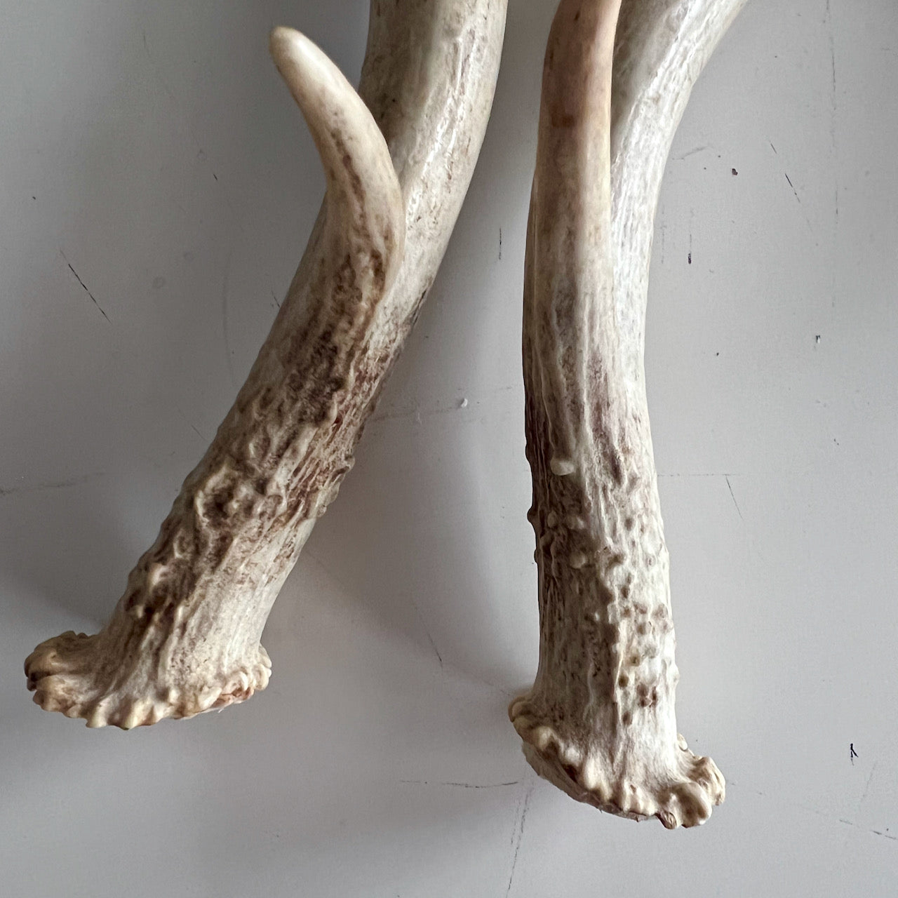 Set of Antlers Sheds From White Tail Deer