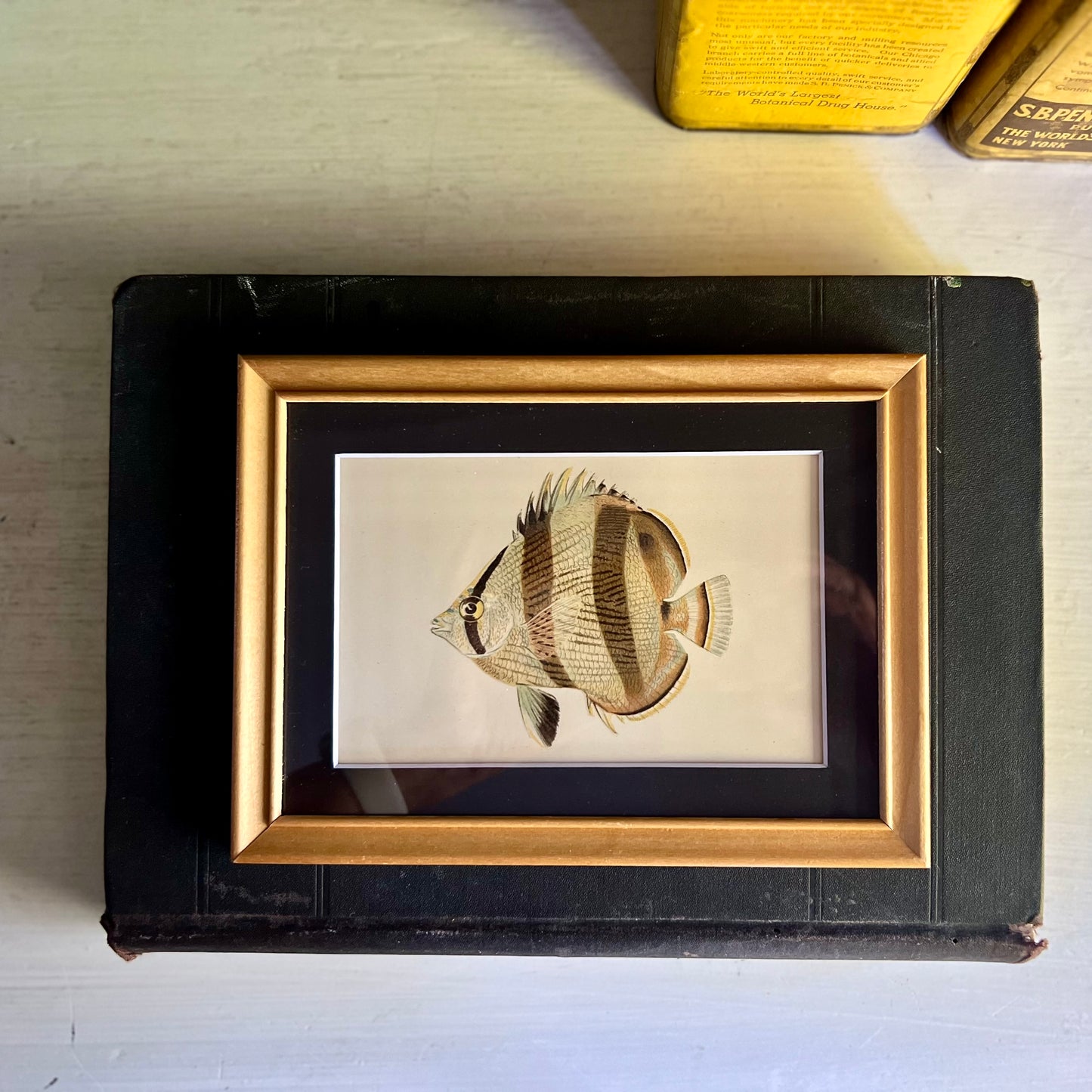 Framed Antique Butterfly Fish Lithograph c.1899