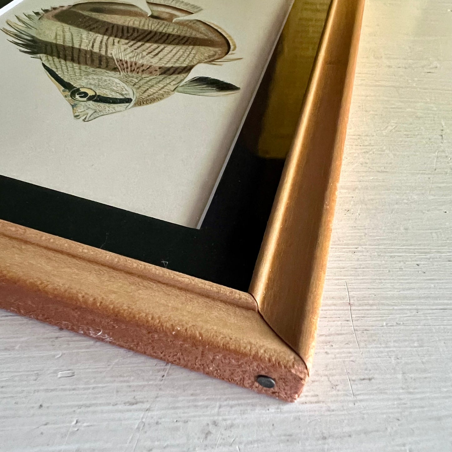 Framed Antique Butterfly Fish Lithograph c.1899