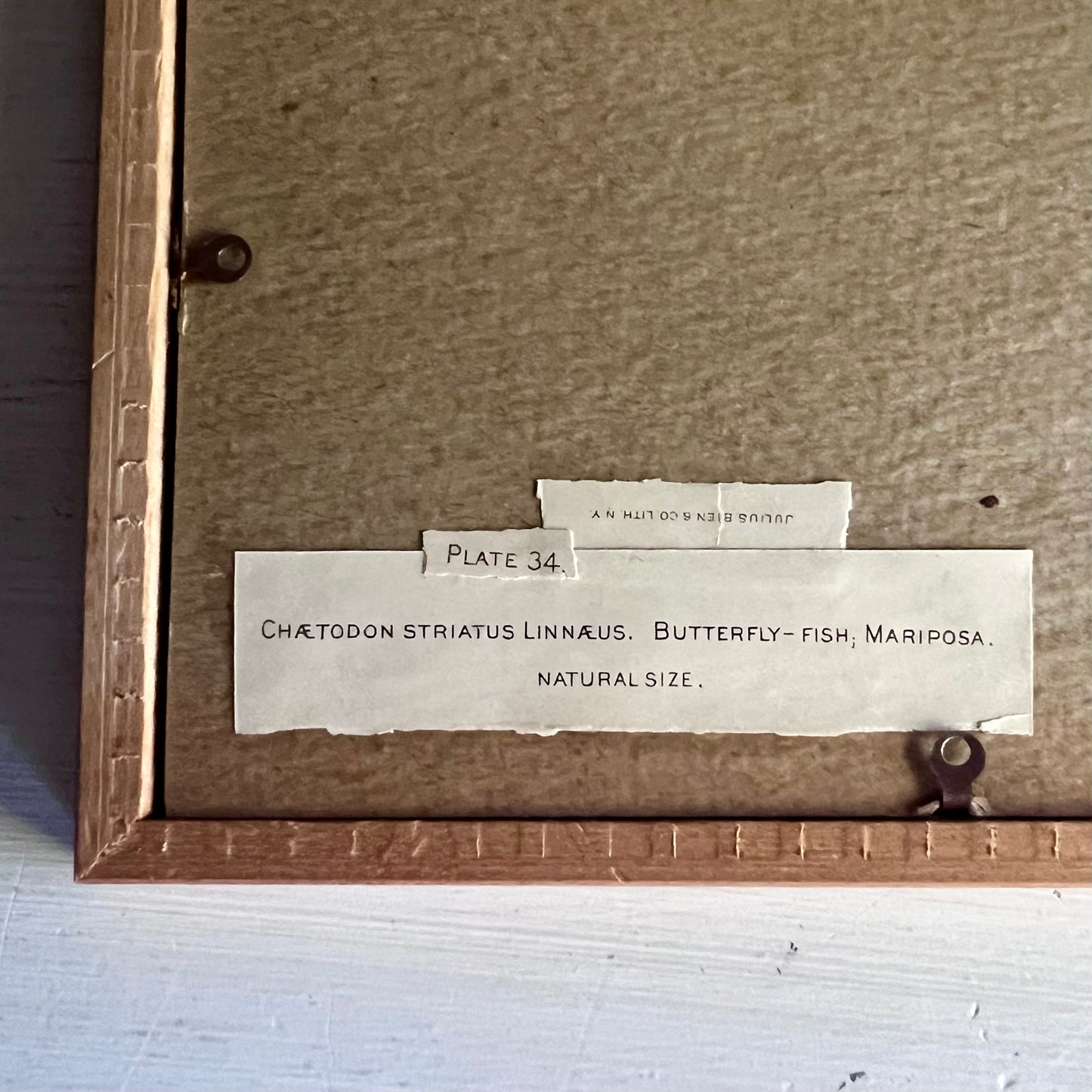 Framed Antique Butterfly Fish Lithograph c.1899