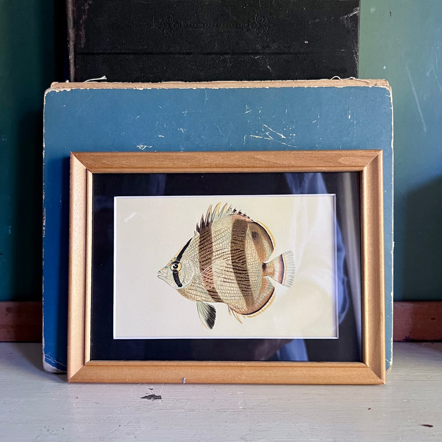 Framed Antique Butterfly Fish Lithograph c.1899