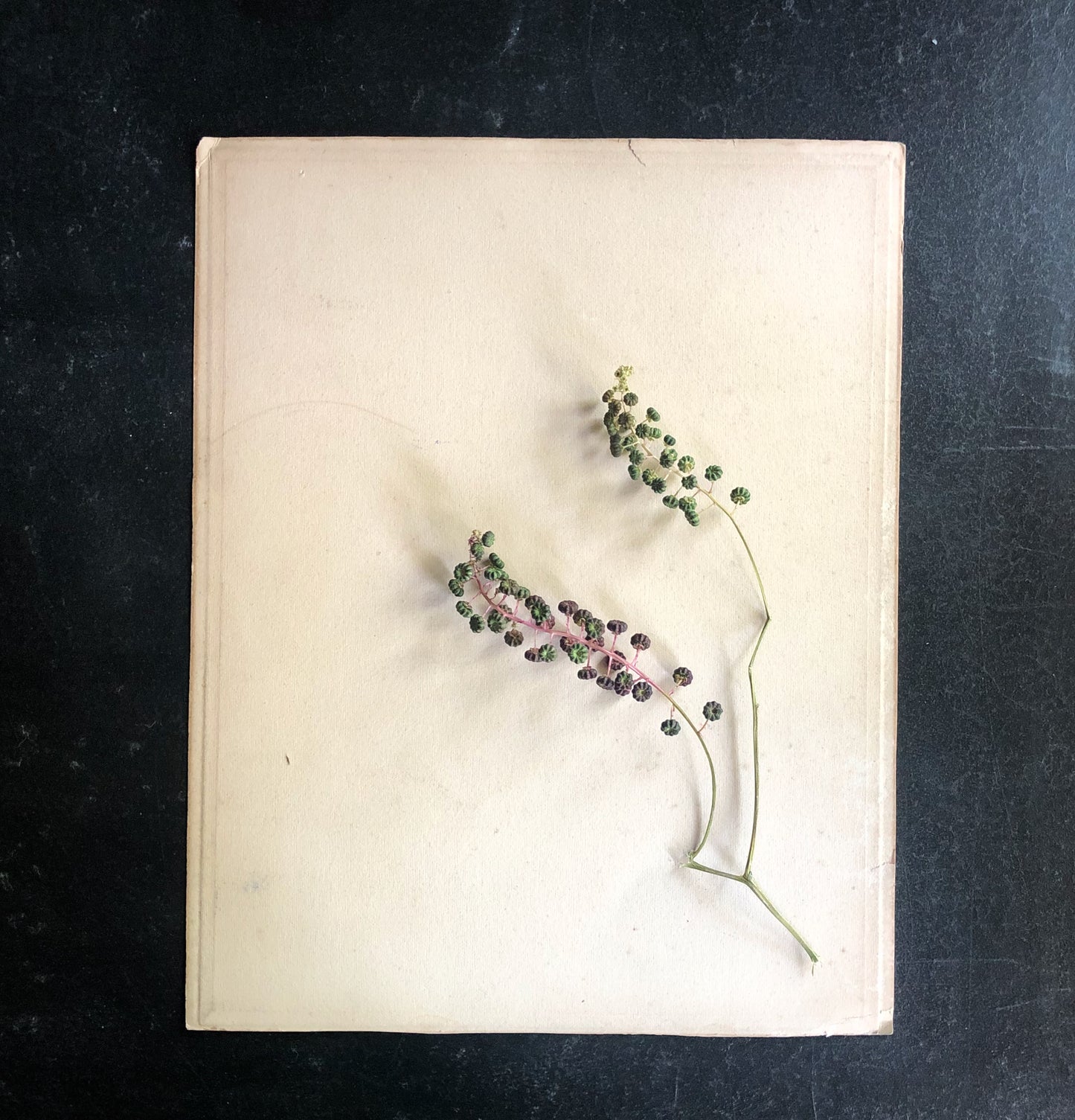 Girl in Brown Dress Antique Colored Print (c.1907)