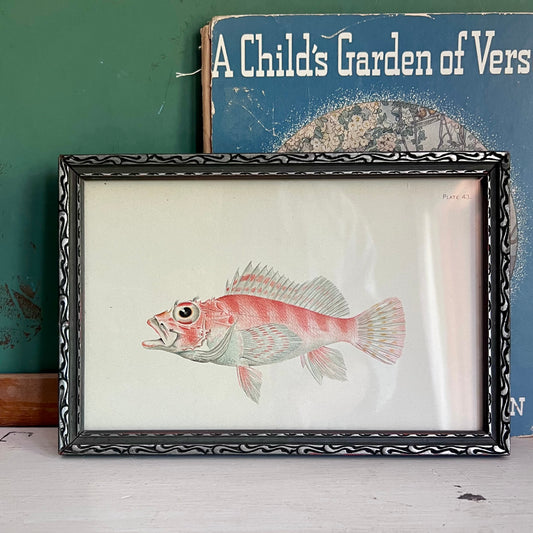 Framed Antique Fish Lithograph c.1899