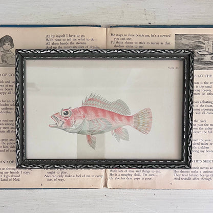 Framed Antique Fish Lithograph c.1899