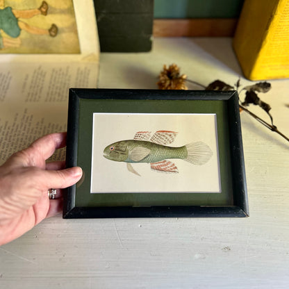 Framed Porto Rican Fish Lithograph c.1899