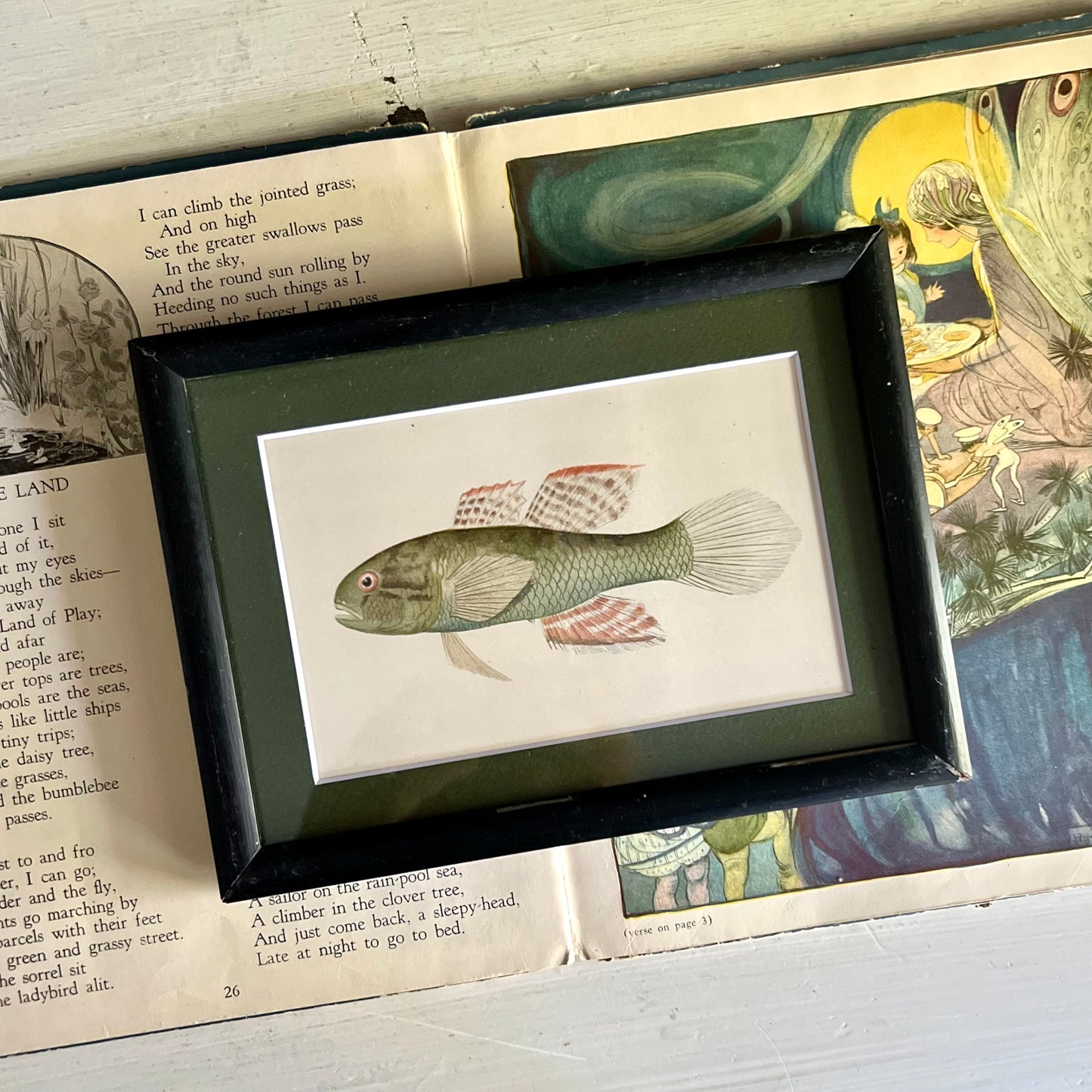 Framed Porto Rican Fish Lithograph c.1899