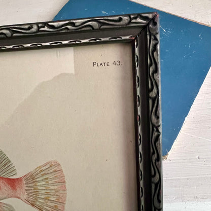 Framed Antique Fish Lithograph c.1899