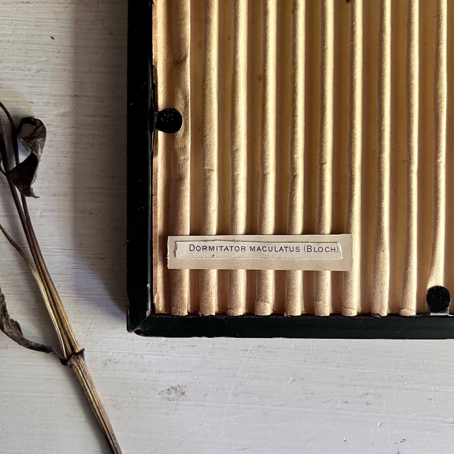 Framed Porto Rican Fish Lithograph c.1899