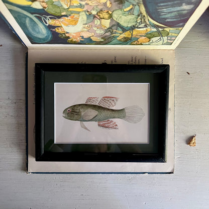 Framed Porto Rican Fish Lithograph c.1899