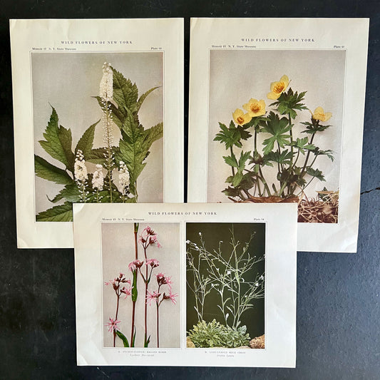 Wildflowers of New York Antique Color Botanical Prints