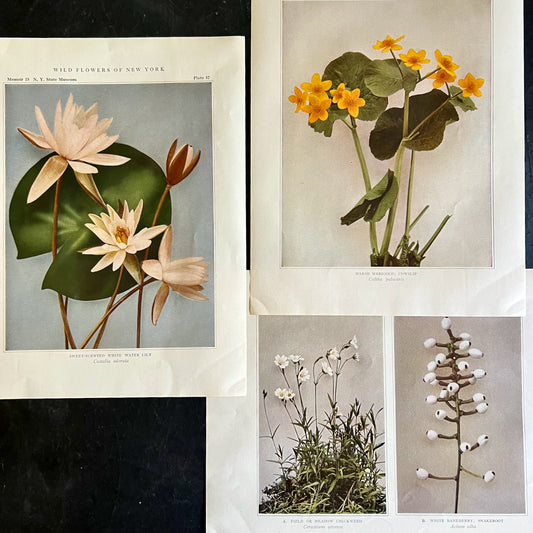 Wildflowers of New York Antique Color Botanical Prints