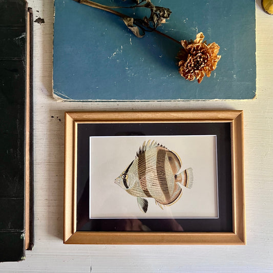 Framed Antique Butterfly Fish Lithograph c.1899