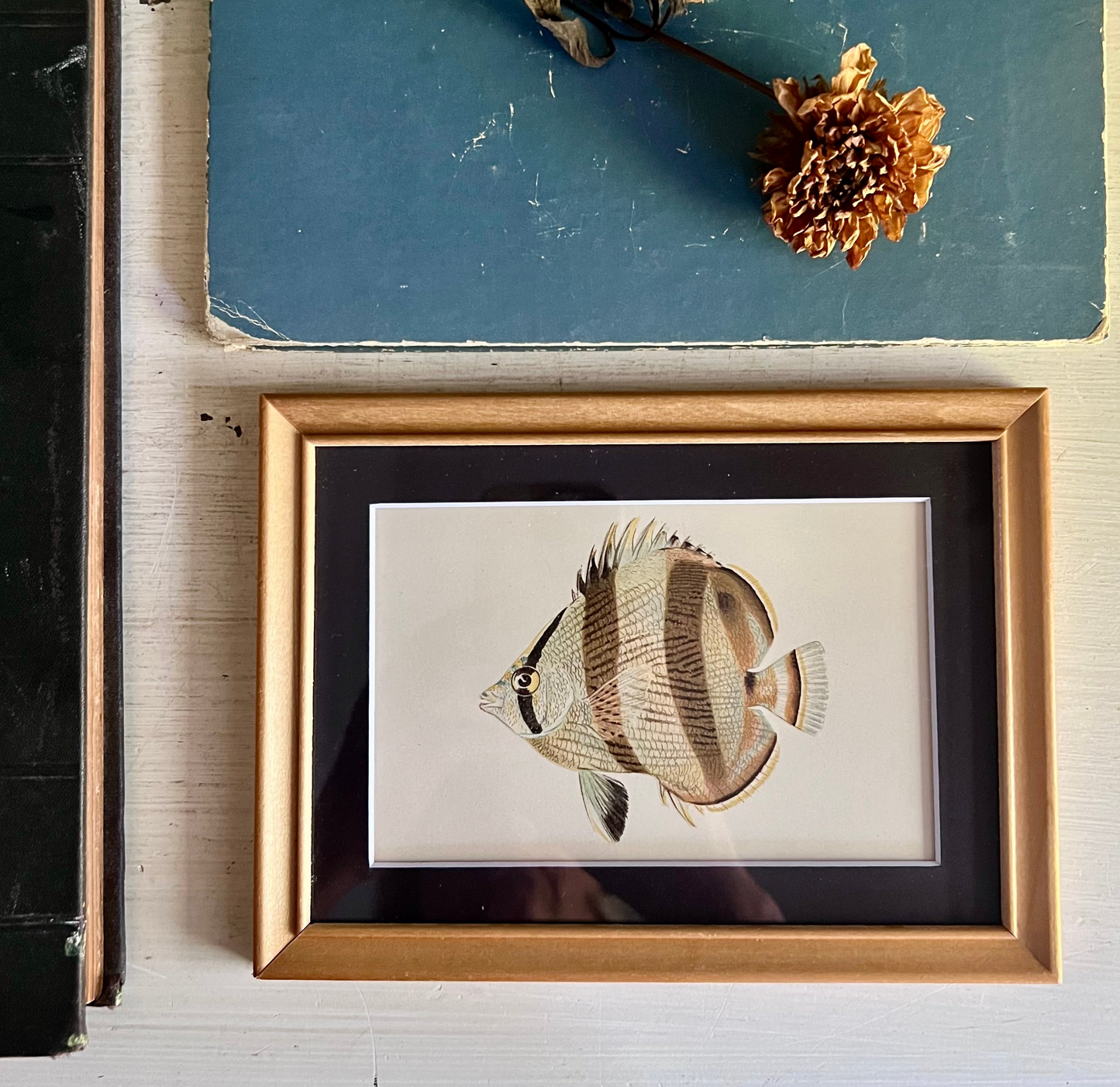 Framed Antique Butterfly Fish Lithograph c.1899