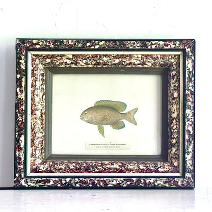 1899 Chromolithograph of Porto Rico Fish in Antique Frame