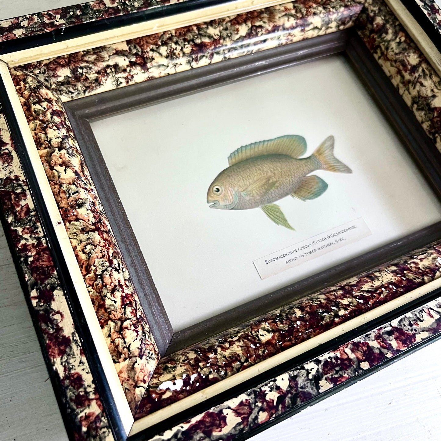 1899 Chromolithograph of Porto Rico Fish in Antique Frame