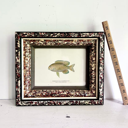 1899 Chromolithograph of Porto Rico Fish in Antique Frame