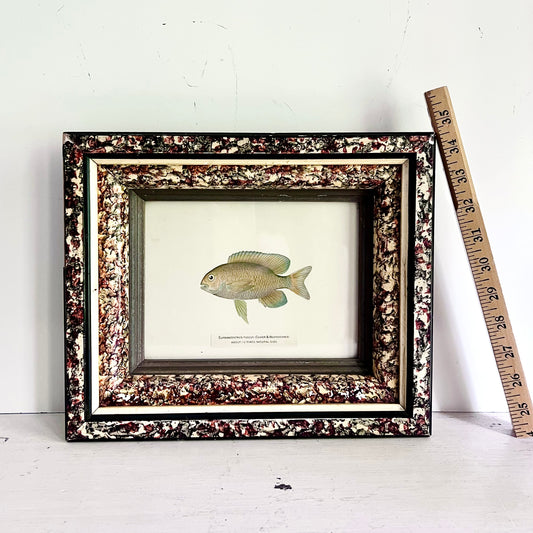 1899 Chromolithograph of Porto Rico Fish in Antique Frame