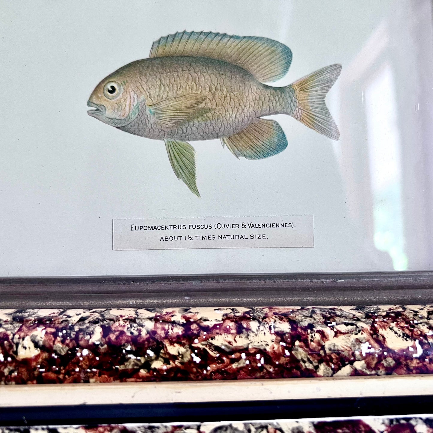 1899 Chromolithograph of Porto Rico Fish in Antique Frame