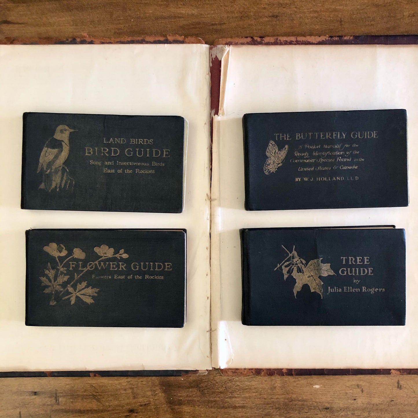 Butterfly Guide Antique Pocket Manual (1920)