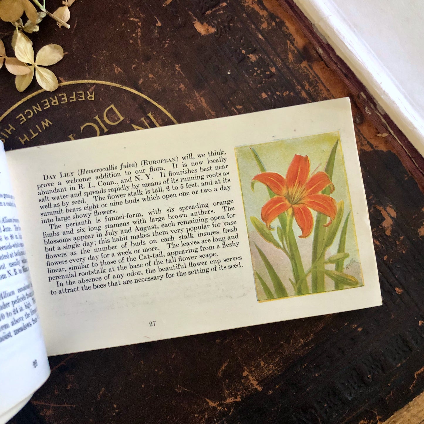 Vintage Flower Guide Pocket Book (1920)