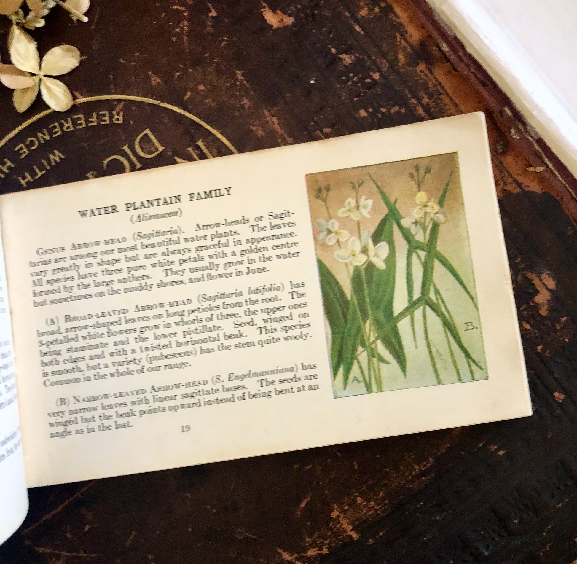 Vintage Flower Guide Pocket Book (1920)