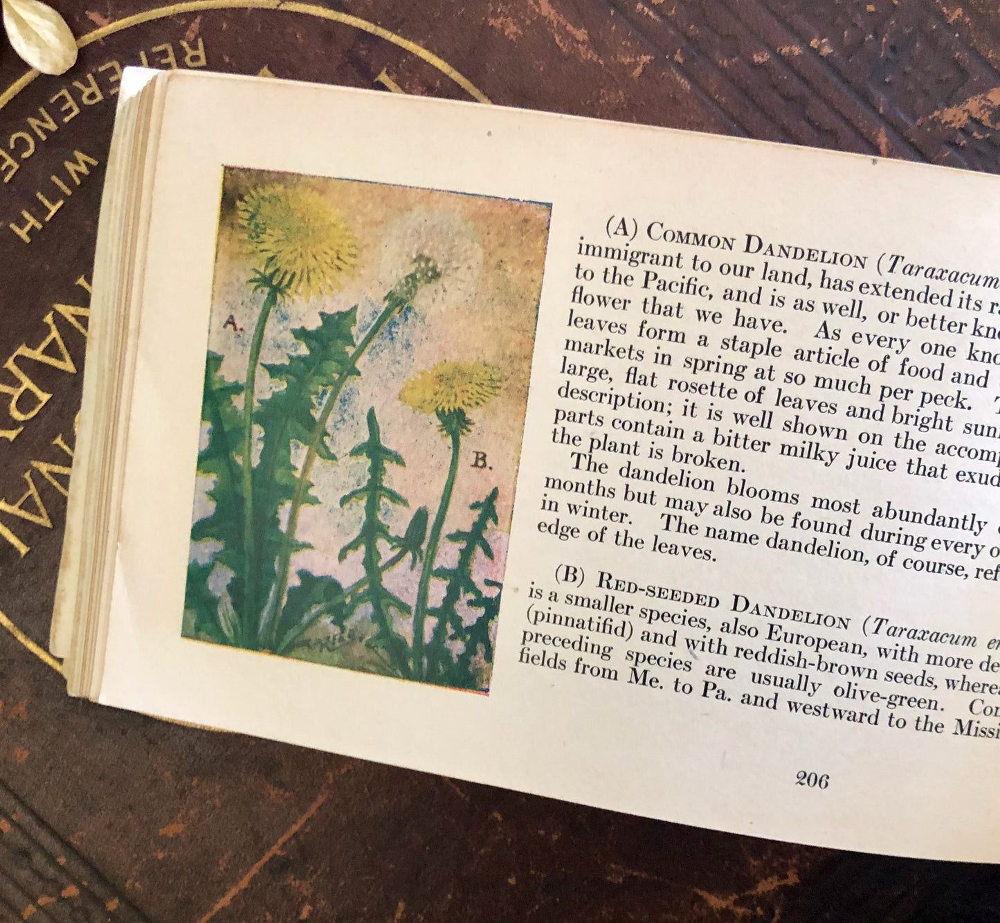 Vintage Flower Guide Pocket Book (1920)