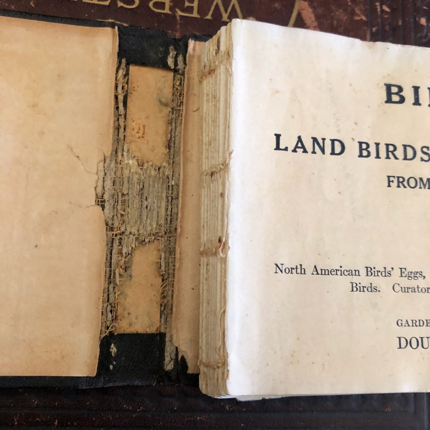 Antique Pocket Book Bird Guide (1920)