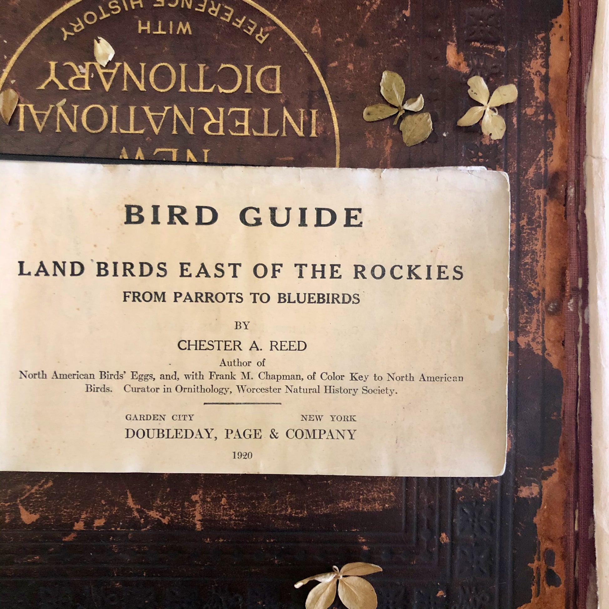 Antique Pocket Book Bird Guide (1920)