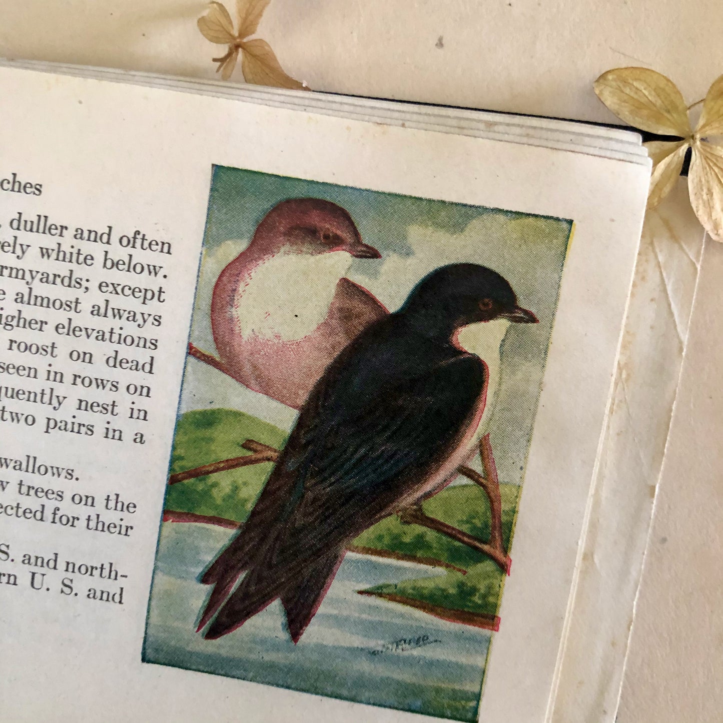 Antique Pocket Book Bird Guide (1920)