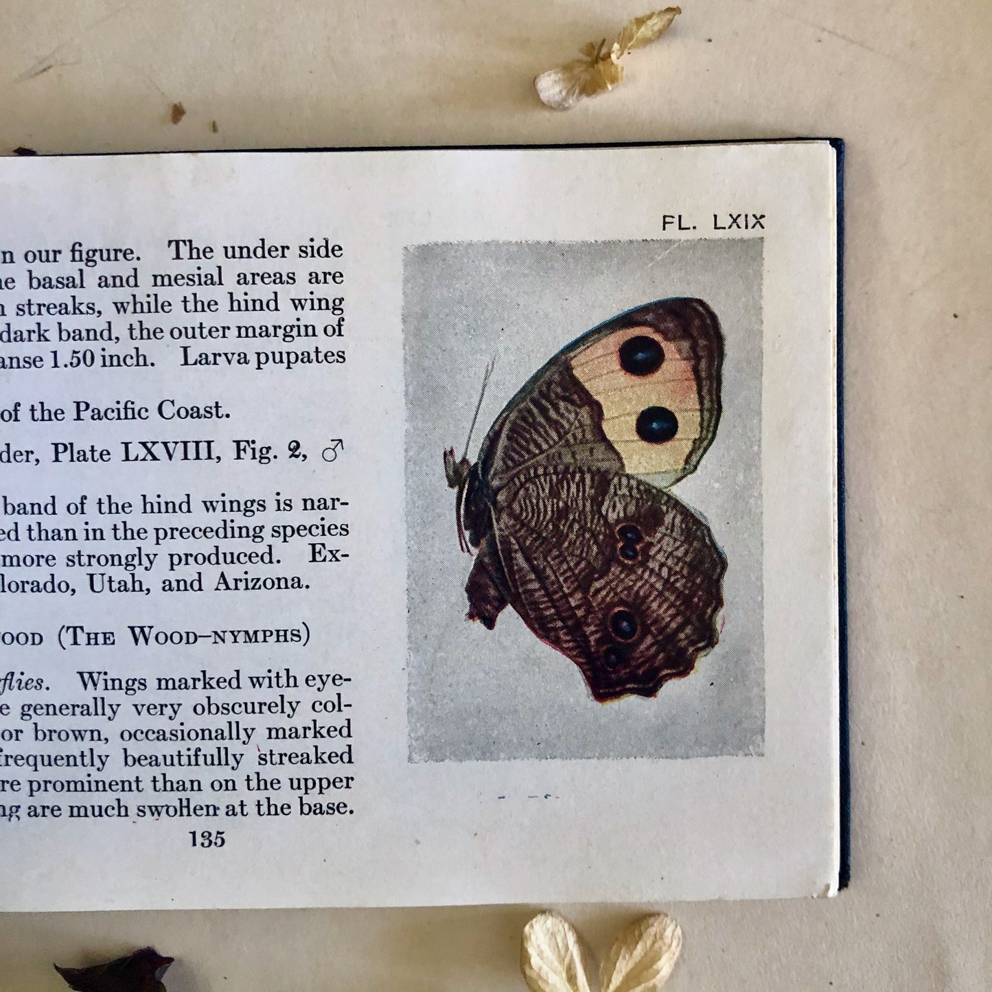 Butterfly Guide Antique Pocket Manual (1920)