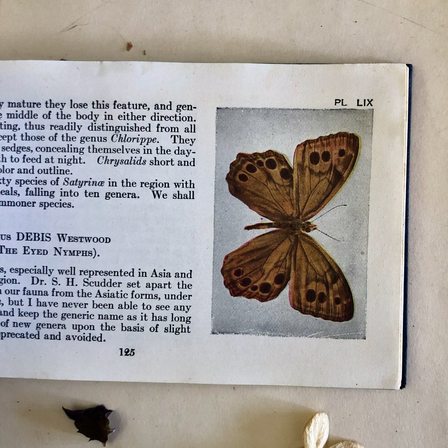 Butterfly Guide Antique Pocket Manual (1920)