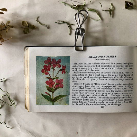 Vintage Flower Guide Pocket Book (1920)