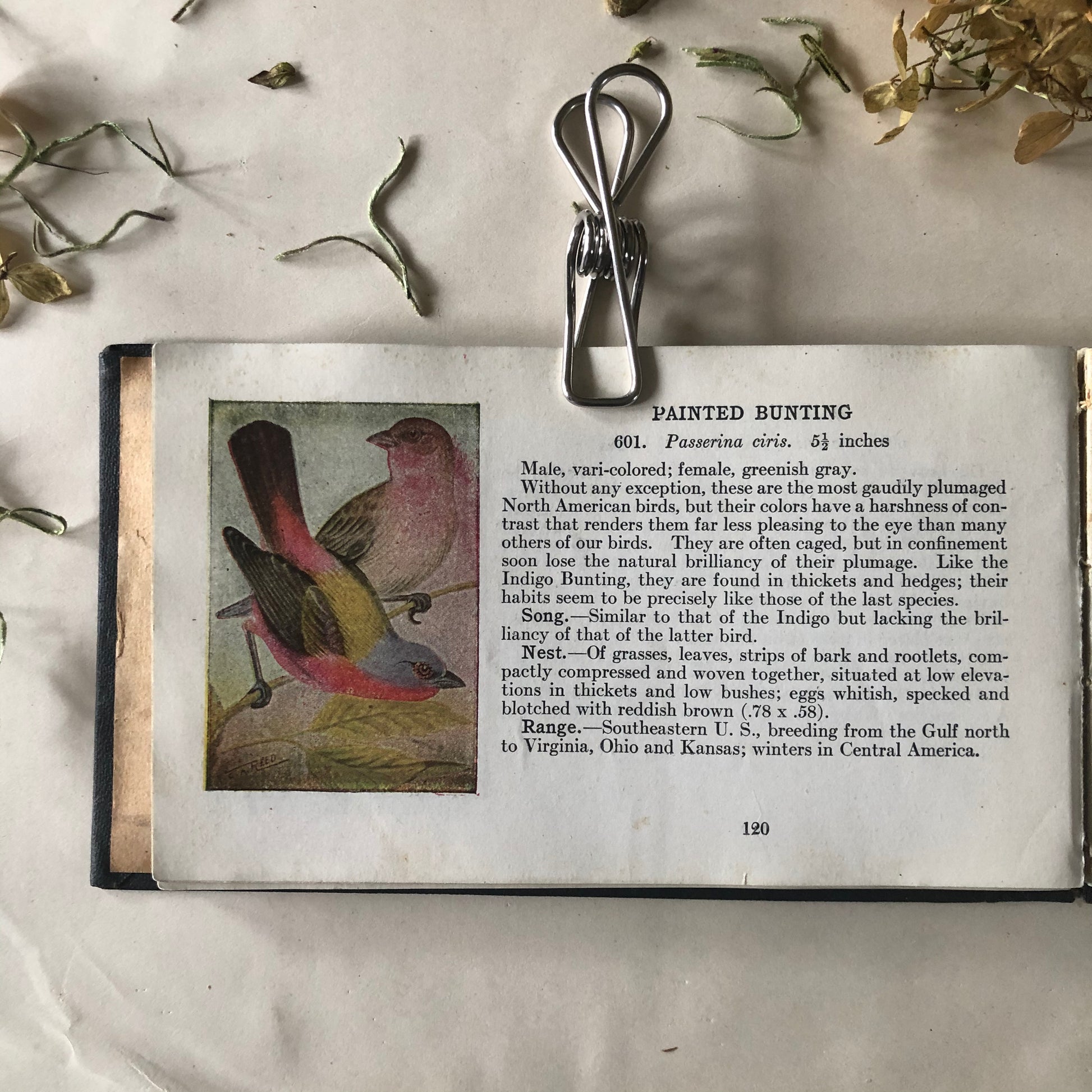 Antique Pocket Book Bird Guide (1920)