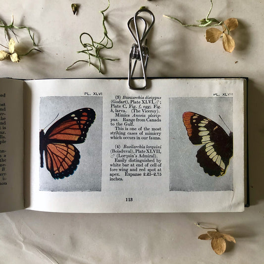 Butterfly Guide Antique Pocket Manual (1920)
